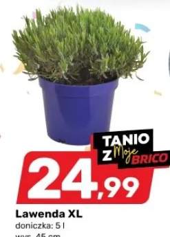 lawenda