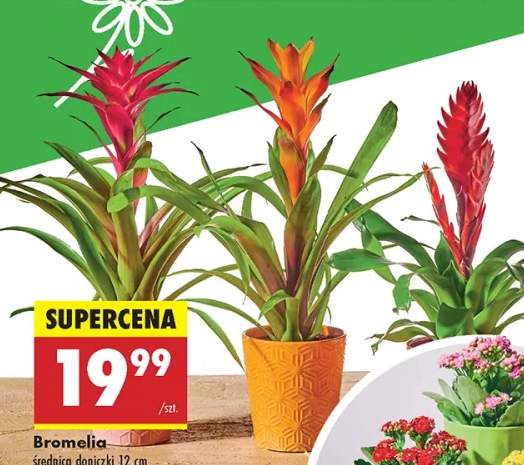 bromelia