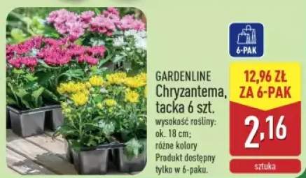 chryzantema