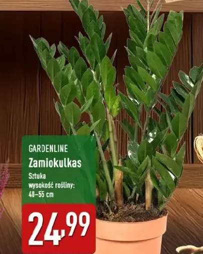 Zamioculcas
