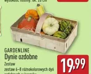 dynia ozdobna