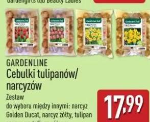 cebulki kwiatów