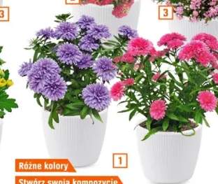 aster