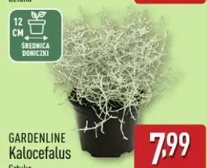 rośliny doniczkowe