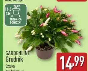 rośliny doniczkowe
