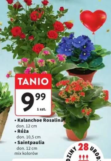 kalanchoe