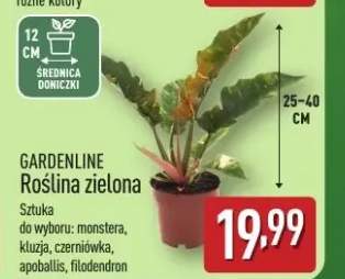 rośliny doniczkowe