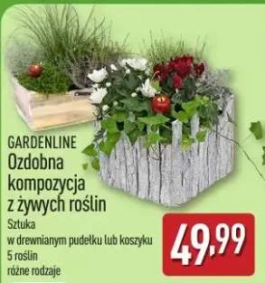 rośliny doniczkowe