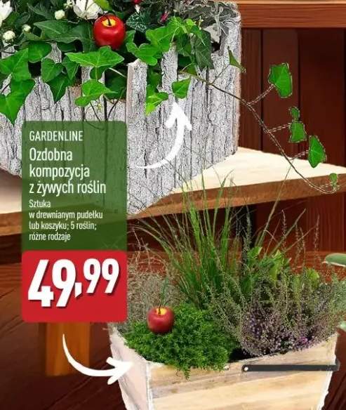 rośliny doniczkowe