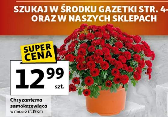chryzantema