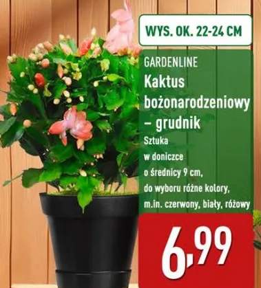 kaktus