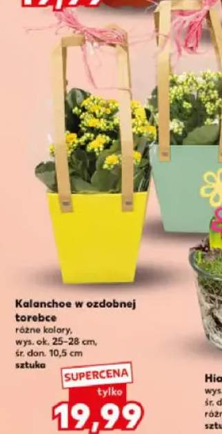 kalanchoe