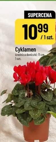 cyklamen