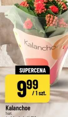 kalanchoe
