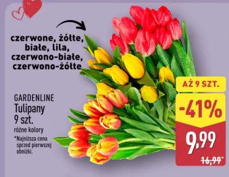 Tulipany 9 szt. różne kolory