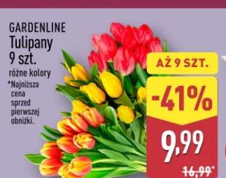 Tulipany 9 szt.