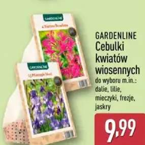 Cebulki kwiatów wiosennych