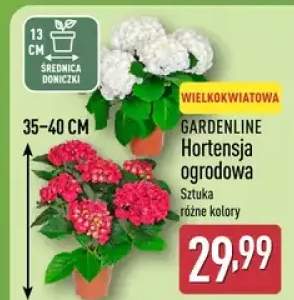 Hortensja ogrodowa, wielkokwiatowa