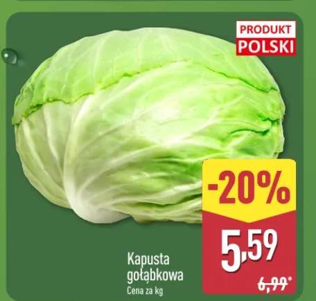 Kapusta gołąbkowa