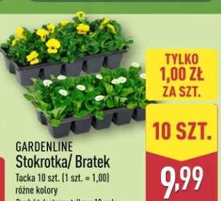 Stokrotka/Bratek Taczka szt. (1 szt. = 1,00) różne kolory. Produkt dostępny tylko w 10-pak.