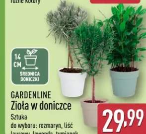 Zioła w doniczce do wyboru: rozmaryn, liść laurowy, lawenda, tymianek