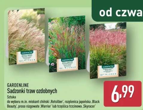 Sadzonki traw ozdobnych