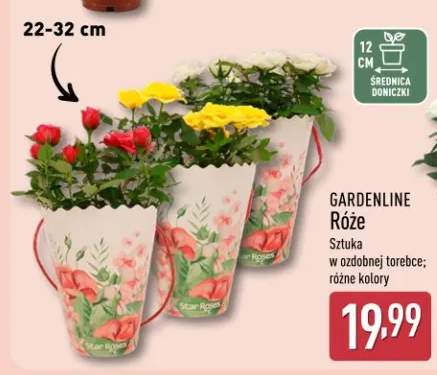 Róże sztuka w ozdobnej torebce; różne kolory