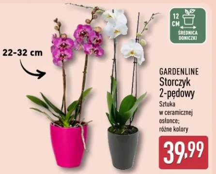 Storczyk 2-pędowy sztuka w ceramicznej osłonce; różne kolory