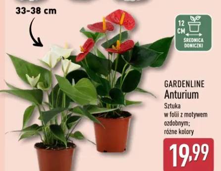 Anturium sztuka w folii z motywem ozdobnym; różne kolory