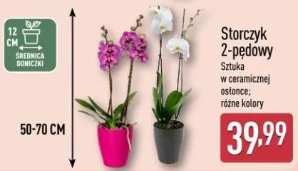 Storczyk 2-pędowy sztuka w ceramicznej osłonce różne kolory