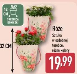 Róże sztuka w ozdobnej doniczce różne kolory