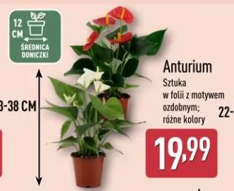 Anturium sztuka w folii z motywem ozdobnym różne kolory