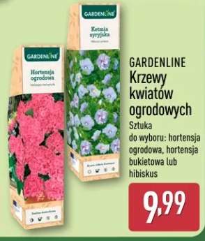 Krzewy kwiatów ogrodowych