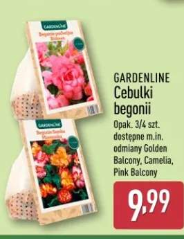 Cebulki begonii