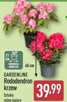 Rododendron krzew