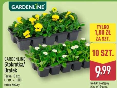 Stokrotka / Bratek Bratki 