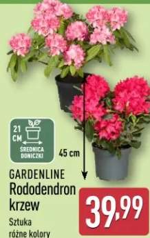 Rododendron krzew