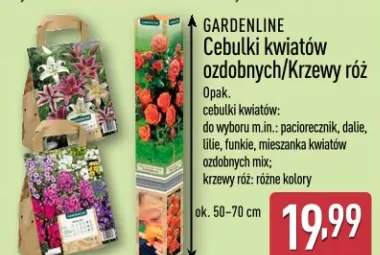Cebulki kwiatów ozdobnych/Krzewy róż