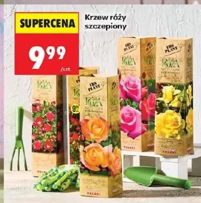 krzew róż