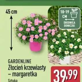 Złocień krzewiasty - margaretka