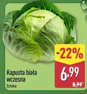 Kapusta biała wczesna