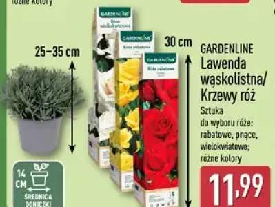 Lawenda wąskolistna/krzewy róż