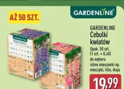 Cebulki kwiatów opak. 50 szt. (1 szt. = 0,40) do wyboru różne mieszanki np. mieczyki, lilie, iksja