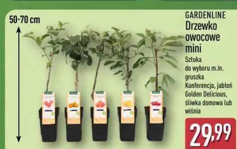 Drzewko owocowe mini sztuka do wyboru m.in. gruszka Konferencja, jabłoń Golden Delicious, śliwka domowa lub wiśnia