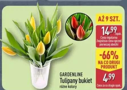 Tulipany w kieł różne kolory