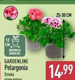 Pelargonia różne kolory
