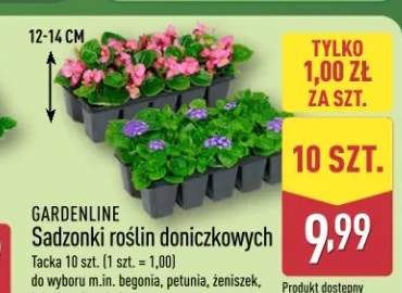 Sadzonki roślin doniczkowych
