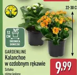 Kalanchoe w ozdobnym rękawie