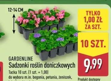 Sadzonki roślin doniczkowych