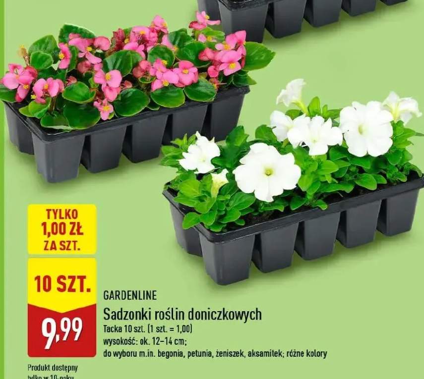 Sadzonki roślin doniczkowych